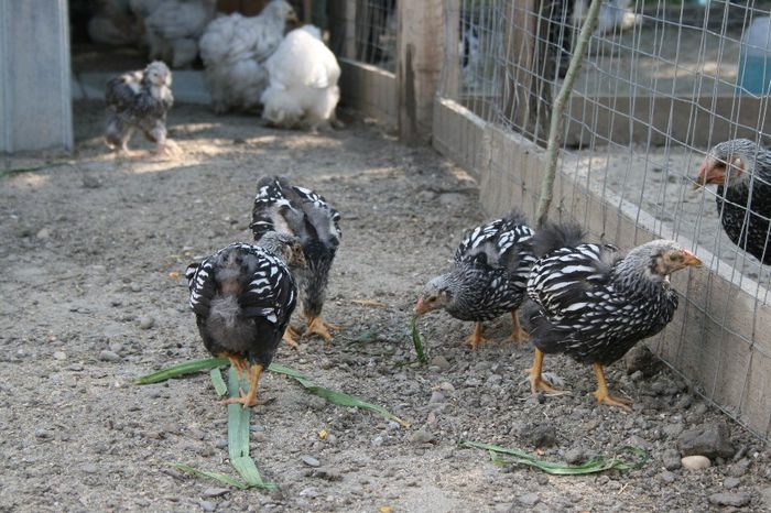 la tara 09.06.2014 099