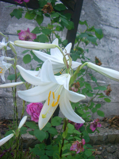 Lilium Candidum