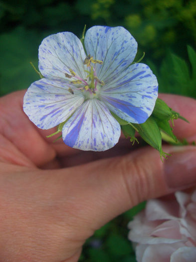 Geranium "Akaton"