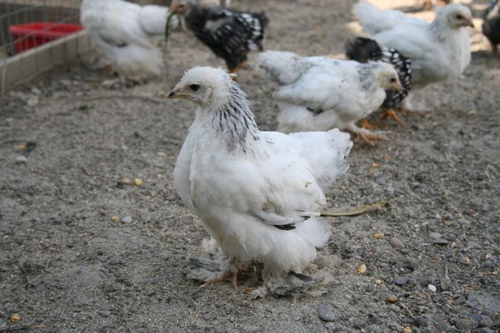 la tara 09.06.2014 109