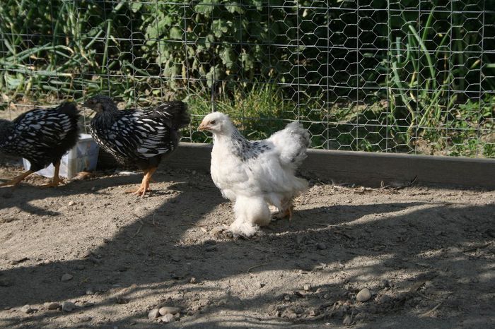 la tara 09.06.2014 118