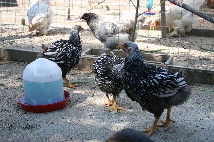 la tara 09.06.2014 071