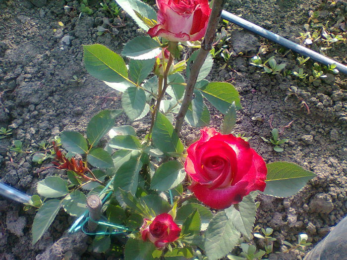Fotografie1624 - trandafiri plantati in toamna 2013