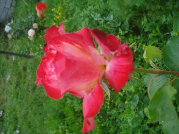 dubludelight - trandafiri 2014