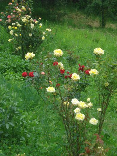 DSC01261 - trandafiri 2014