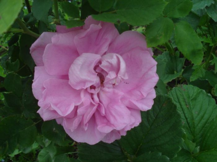 DSC01265 - trandafiri 2014