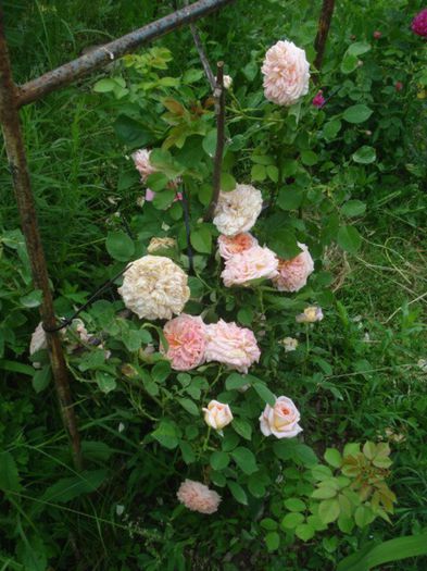 DSC01267 - trandafiri 2014