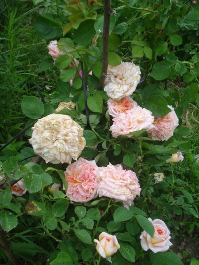 DSC01268 - trandafiri 2014