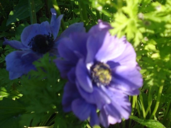 anemone - trandafiri 2014