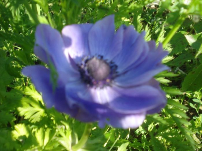 anemone - trandafiri 2014