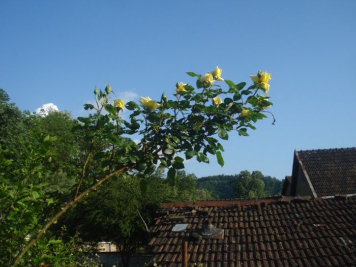 DSC01071 - trandafiri 2014