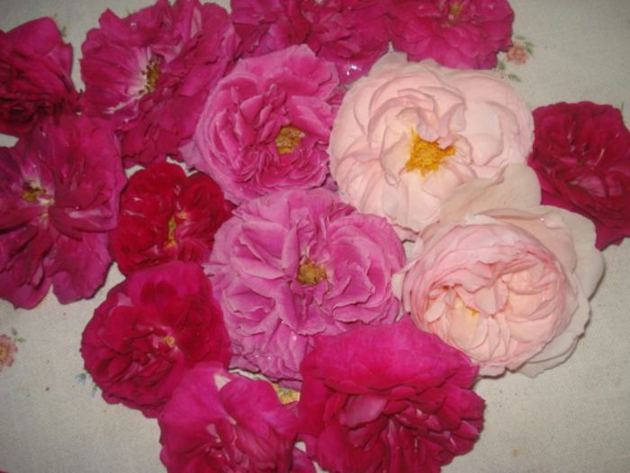 trandafiri de dulceata