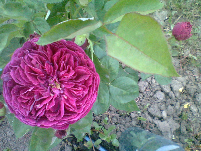 Falstaff