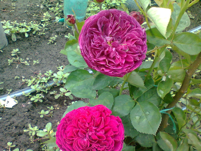 multumesc floralia ! !
