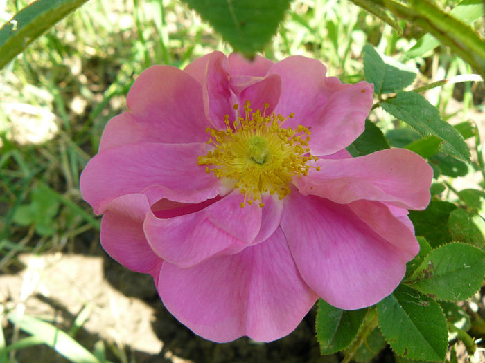 Rose de Lancaster - Trandafirii mei_2014