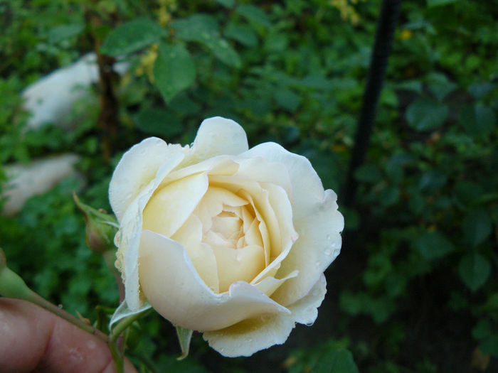 Claire Austin_(Nr.1)