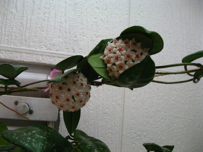 a inflorit hoya