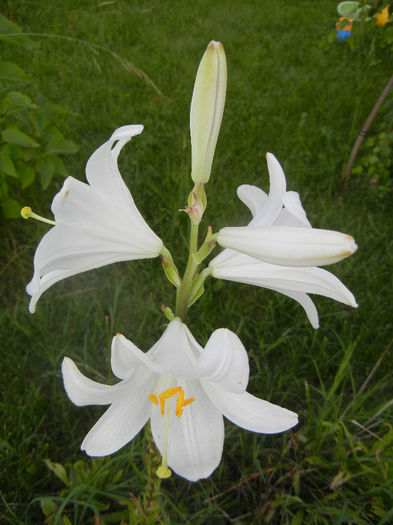 Madonna Lily (2014, June 09) - LILY Madonna Lily