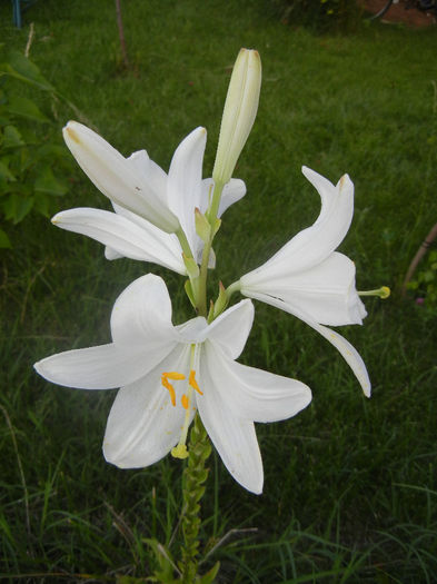 Madonna Lily (2014, June 09)