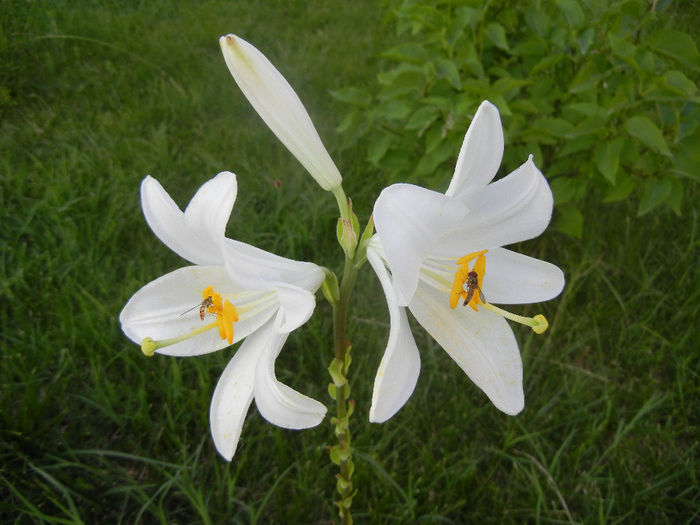 Madonna Lily (2014, June 09)