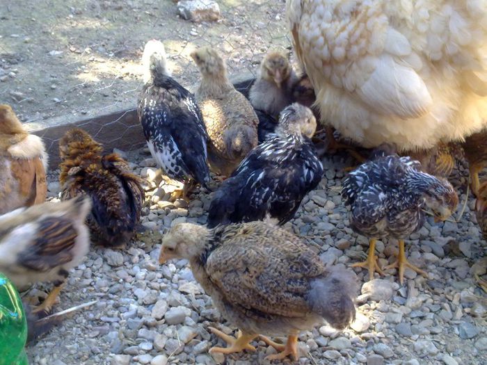 Picture 014 - pui 2014