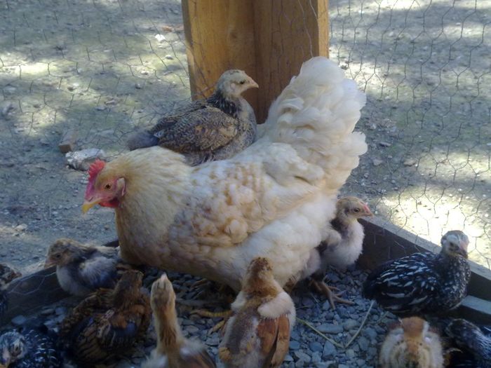 Picture 015 - pui 2014