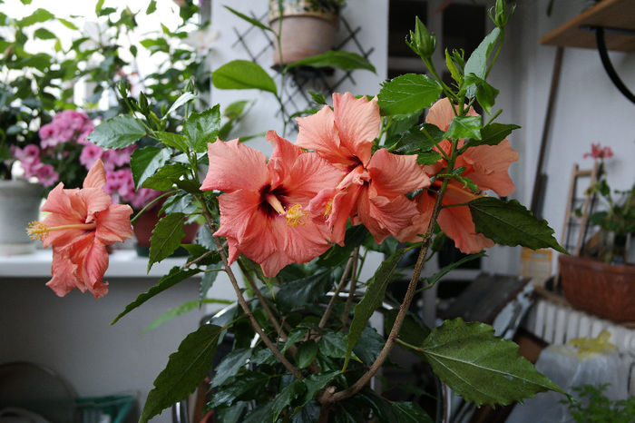 SAM_0406 - HIBISCUS 2014