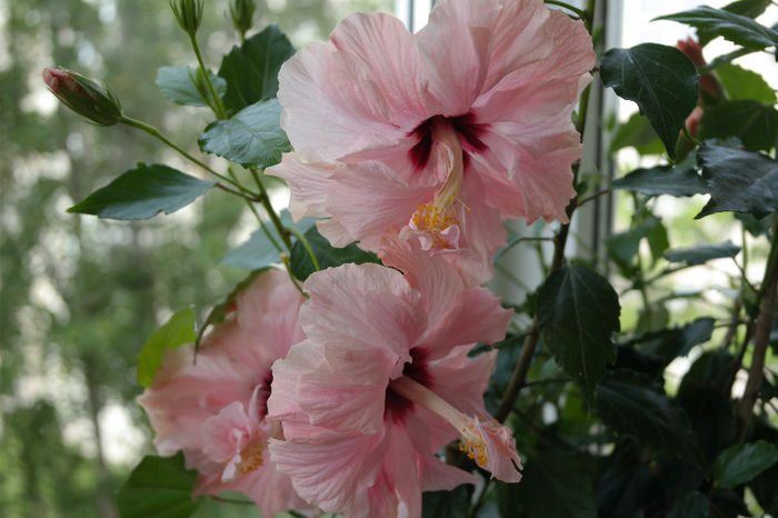 SAM_1027 - HIBISCUS 2014