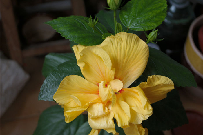 SAM_0759 - HIBISCUS 2014