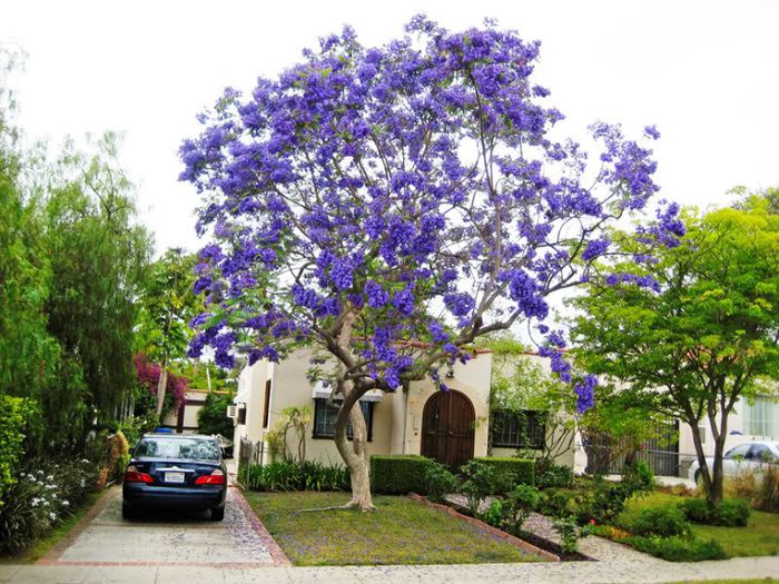 Jacaranda cuspidifolia - ao-alte seminte rare