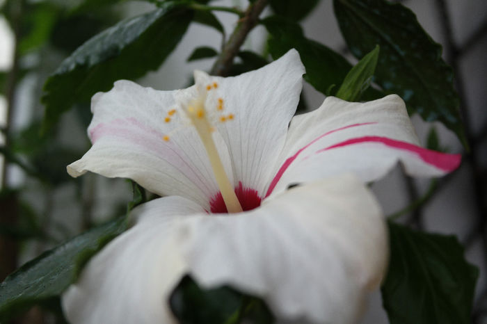 SAM_0734 - HIBISCUS 2014