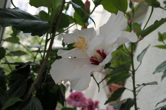 SAM_1006 - HIBISCUS 2014