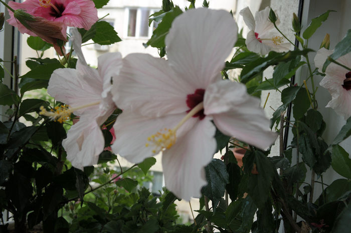 SAM_1702 - HIBISCUS 2014