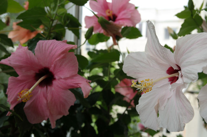 SAM_1703 - HIBISCUS 2014