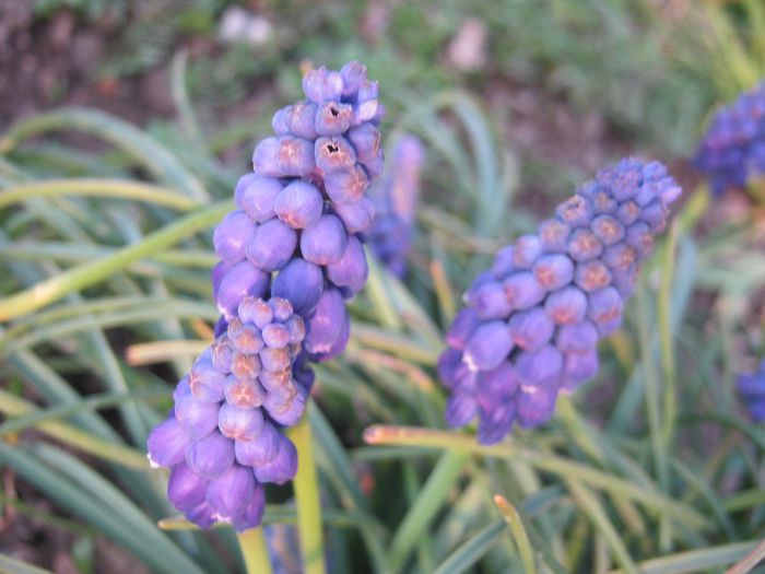 Muscari