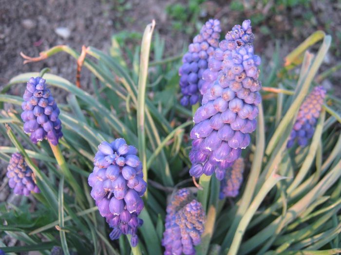 Muscari - gradina 2014