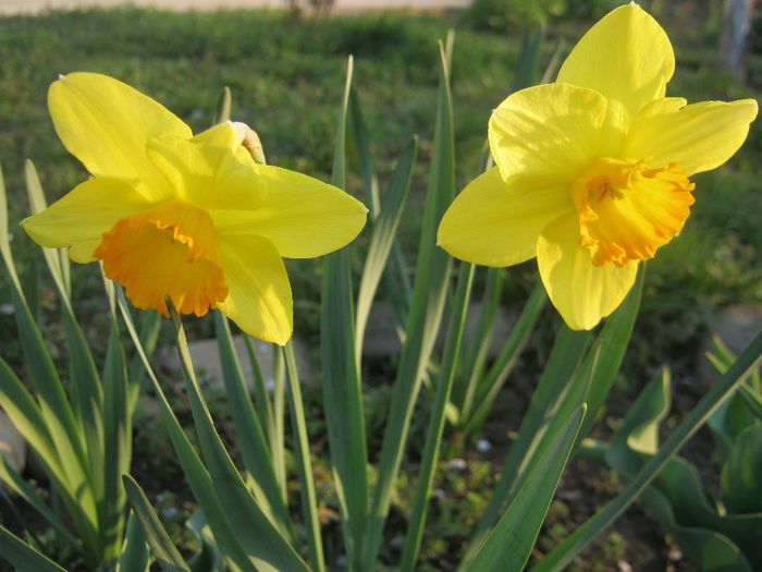 Narcise - gradina 2014