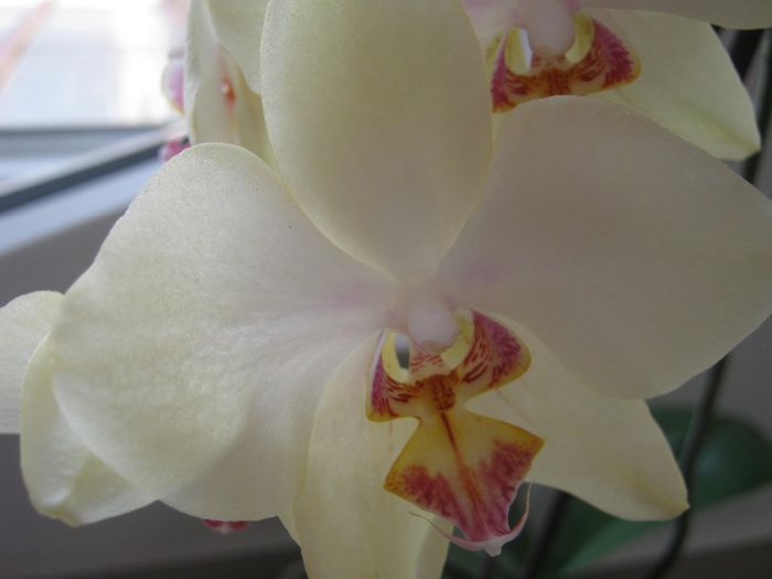 Orhidee 05 - orhidee 2014