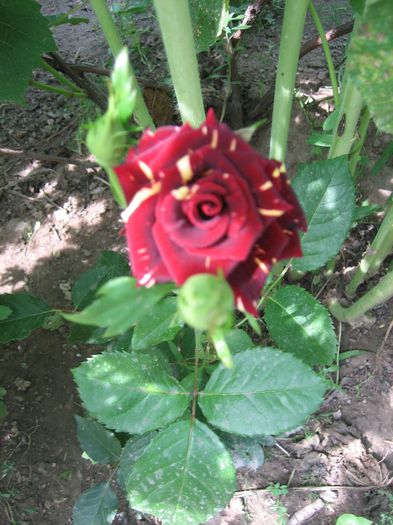 Picture 1744 - flori 2014