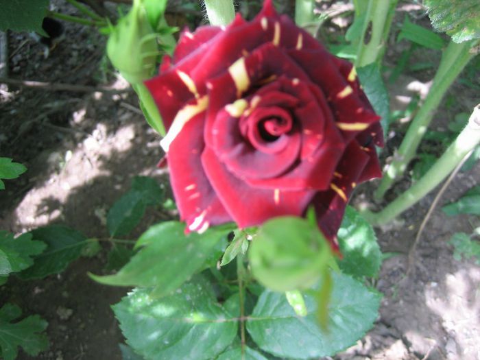 Picture 1743 - flori 2014