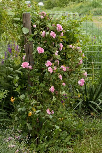 Gertrude Jekyll (David Austin) - Trandafiri