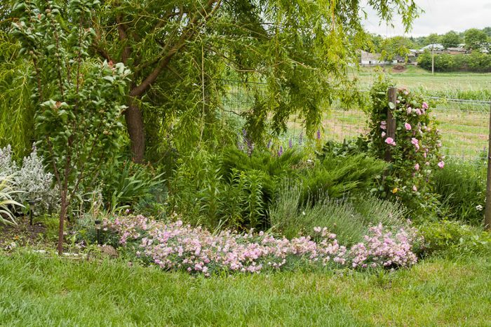 Gertrude Jekyll (David Austin) - Trandafiri