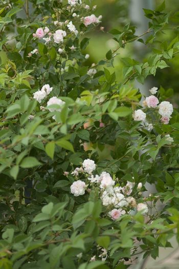 Paul s himalayan musk (Rambler) - Trandafiri