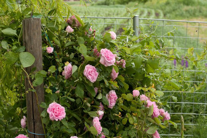 Gertrude Jekyll (David Austin) - Trandafiri