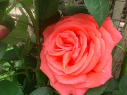 1401623012110 - Florile mamei 2014