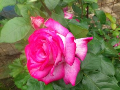 Gaumo - Florile mamei 2014