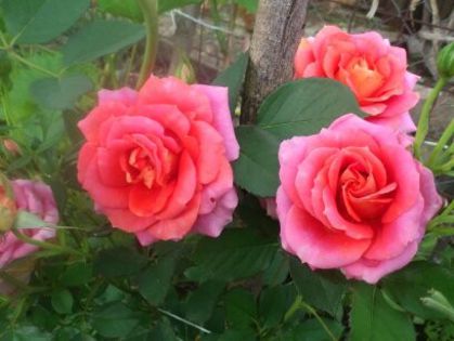 1401632368453 - Florile mamei 2014