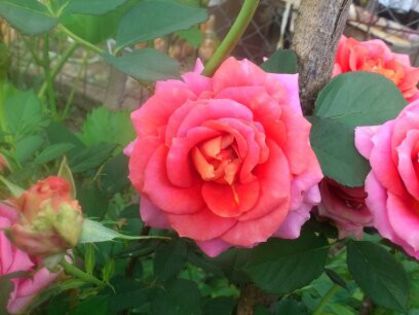 1401632375945 - Florile mamei 2014