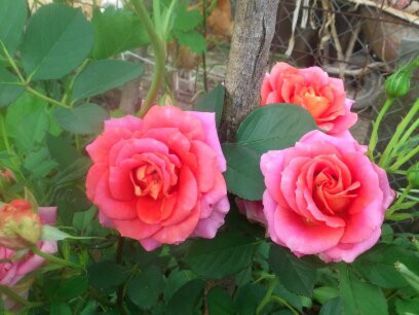 1401632373895 - Florile mamei 2014