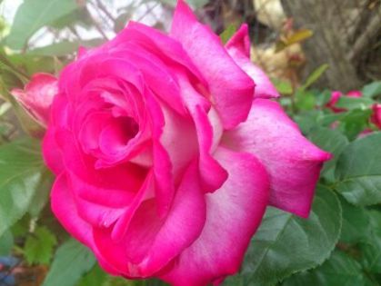 Gaumo - Florile mamei 2014